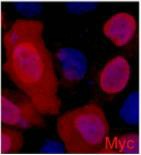 Anti-MYC Tag Antibody (7Y645)