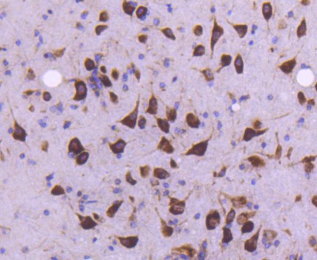 Anti-MEKK2 Antibody (5G332)