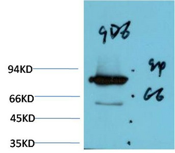 Anti-Luciferase Antibody (8L849)