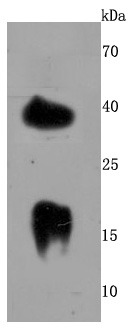 Anti-LY6A Antibody (8D370)