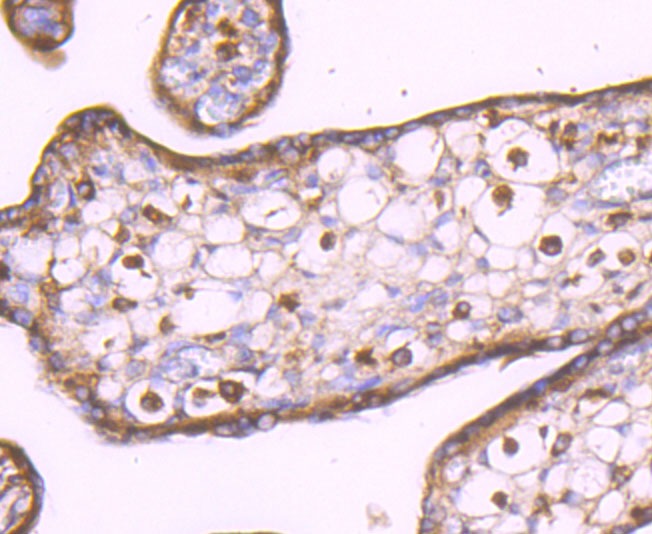 Anti-LXR-alpha Antibody (5E494)