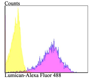 Anti-Lumican Antibody (9X464)