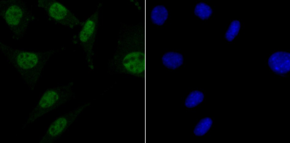 Anti-MBD3 Antibody (8O286)