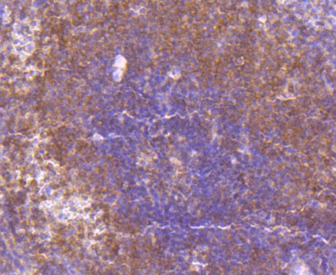 Anti-MAP2K3/MAP2K6 Antibody (7F635)