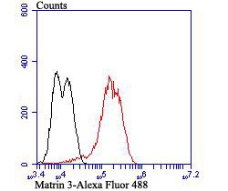 Anti-Matrin 3 Antibody (7P173)