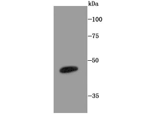 Anti-LXR-alpha Antibody (5E494)