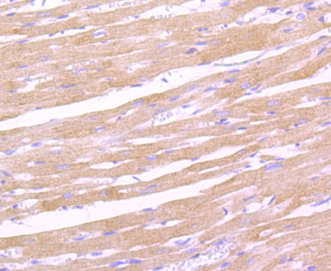 Anti-LEPR Antibody (5J993)