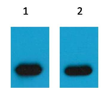 Anti-mCherry Polyclonal Antibody 2