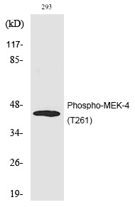 Anti-Phospho-MEK-4 (Thr261) Polyclonal Antibody