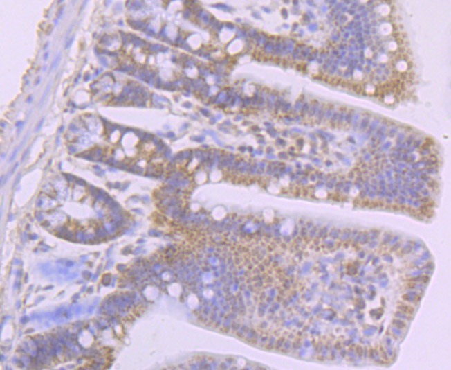 Anti-LY75 Antibody (7T586)
