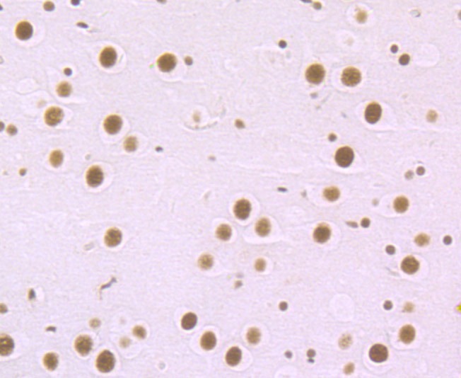 Anti-MBD3 Antibody (8O286)