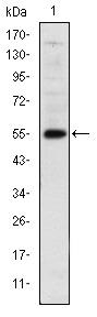 Anti-LHX2 Antibody (5K814)