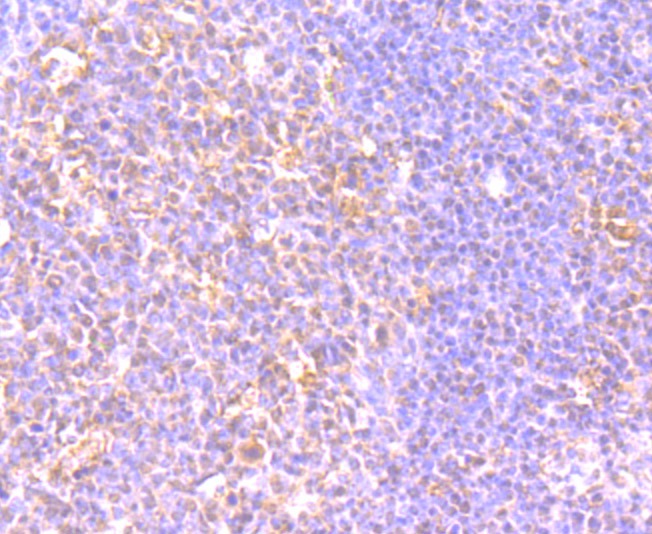 Anti-LY75 Antibody (7T586)