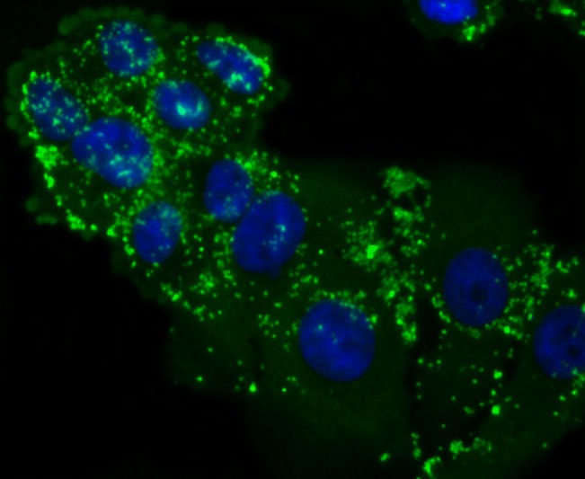 Anti-LXR-alpha Antibody (5E494)
