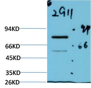 Anti-Luciferase Antibody (1J821)