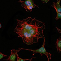 Anti-LHX2 Antibody (5K814)