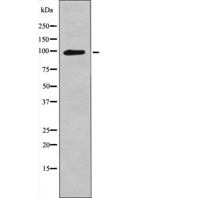 Anti-Phospho-LEPR (Tyr1141) Polyclonal Antibody 2
