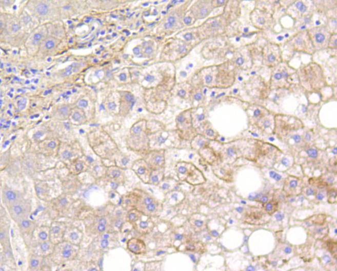 Anti-LRP1 Antibody (9Z880)