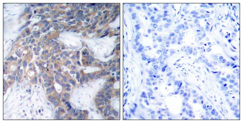 Anti-Phospho-MAP2K1/MEK2 (Ser217/221) Polyclonal Antibody