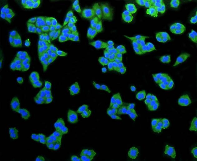 Anti-LRP1 Antibody (9Z880)