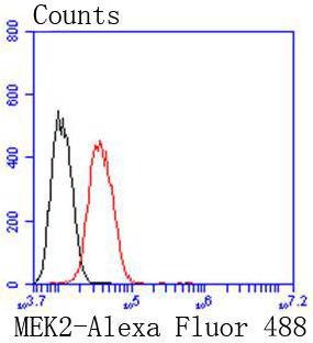 Anti-MEK2 Antibody (9Y802)