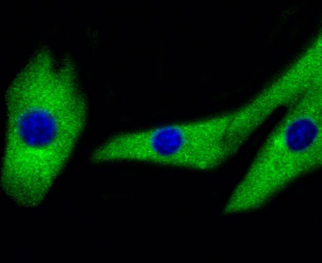 Anti-MAP2K1/MEK2 Antibody (4G763)