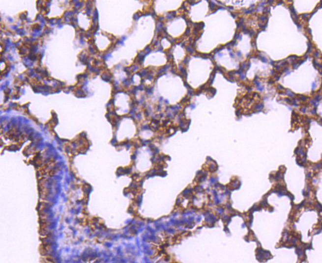 Anti-MEK2 Antibody (9Y802)