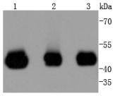 Anti-MEK2 Antibody (9Y802)