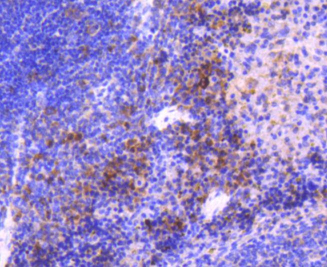 Anti-MAP2K3 Antibody (1S917)