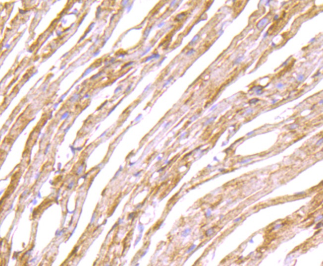 Anti-LOX Antibody (2A200)