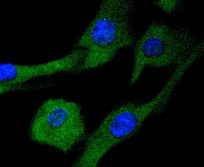 Anti-MEK2 Antibody (9Y802)