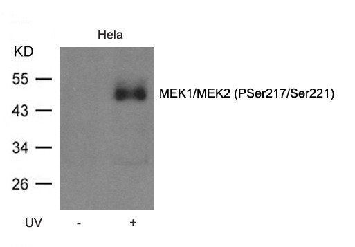 Anti-Phospho-MAP2K1/MEK2 (Ser217/221) Polyclonal Antibody