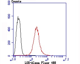 Anti-LOX Antibody (2A200)
