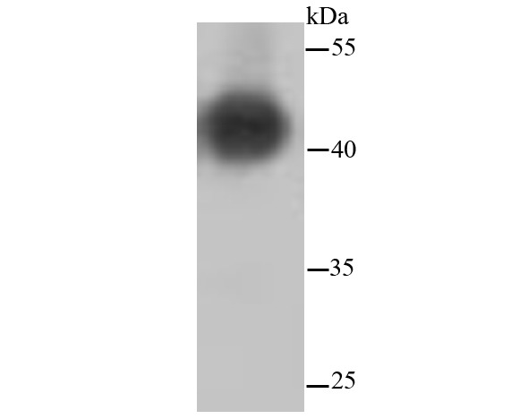 Anti-MAP2K1/MEK2 Antibody (4G763)