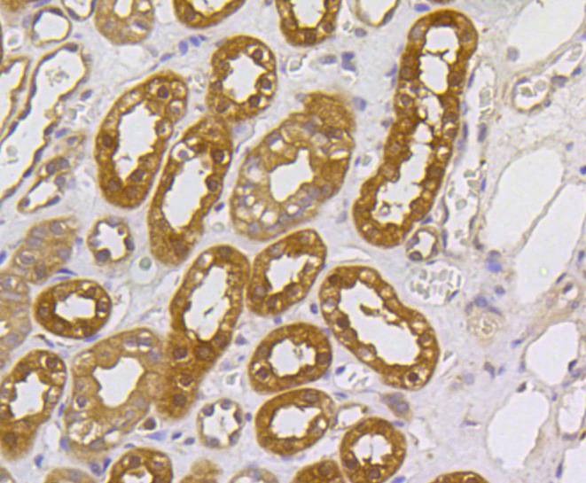 Anti-MAP2K1/MEK2 Antibody (4G763)