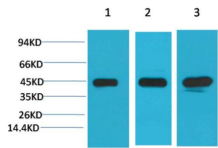 Anti-MEK2 Antibody (1Y370)