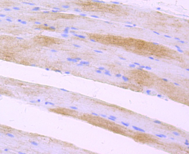 Anti-LOX Antibody (2A200)