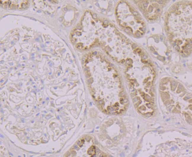 Anti-LRG1 Antibody (2K592)