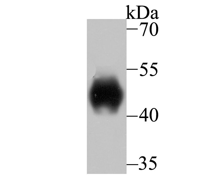 Anti-LRG1 Antibody (2K592)
