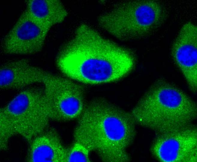 Anti-MAP2K1/MEK2 Antibody (4G763)