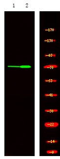 Anti-Phospho-MKP-7 (Ser446) Polyclonal Antibody