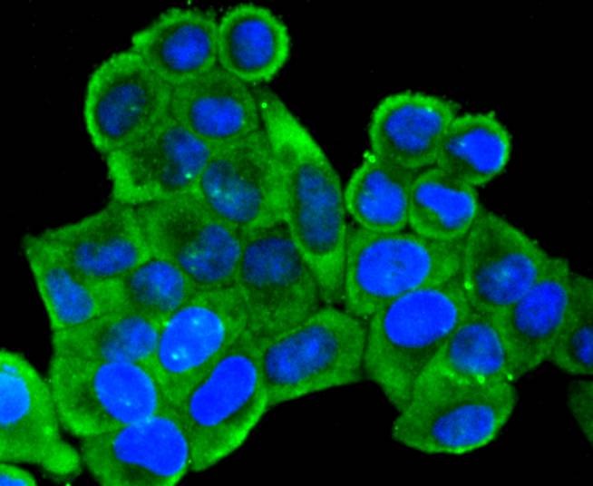 Anti-mGluR2 Antibody (4I792)