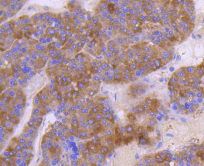 Anti-HGFR/c-Met Antibody (4N790)