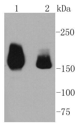 Anti-HGFR/c-Met Antibody (4N790)