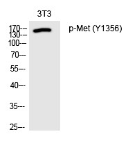 Anti-Phospho-HGFR/c-Met (Tyr1356) Polyclonal Antibody