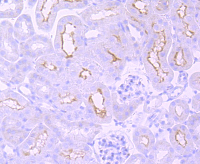 Anti-mGluR1 Antibody (4L730)
