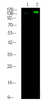 Anti-Phospho-HGFR/c-Met (Tyr1365) Polyclonal Antibody