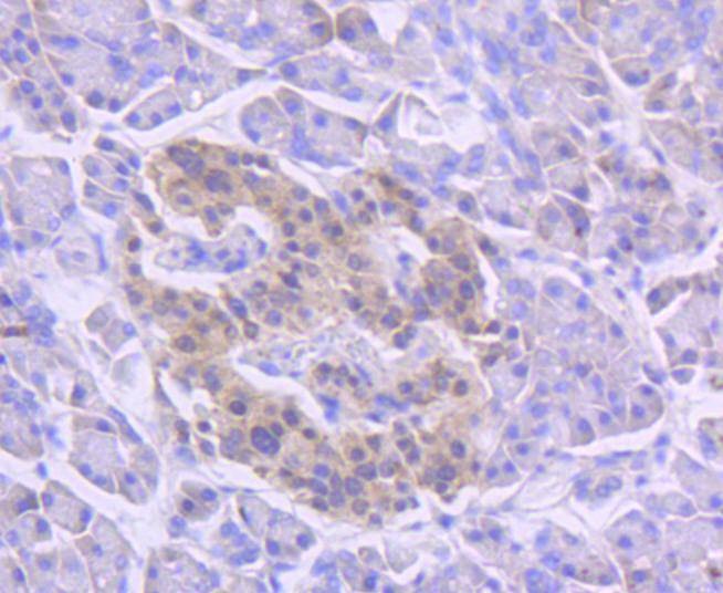 Anti-Musashi 1 Antibody (3I437)