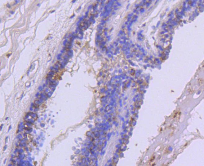 Anti-HGFR/c-Met Antibody (4N790)