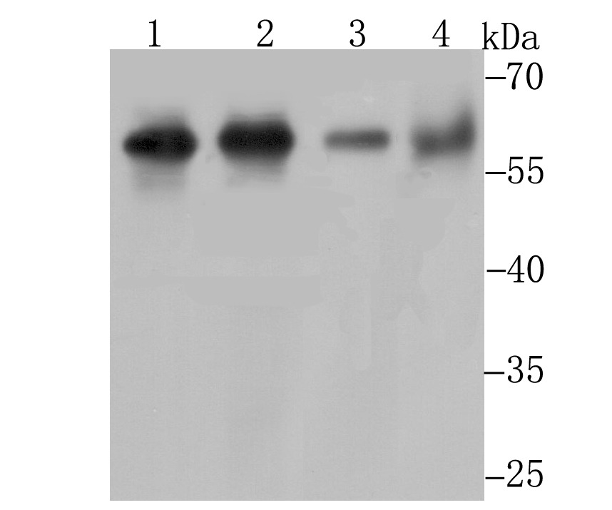 Anti-METAP2 Antibody (2D279)